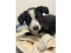 Adopt Rosie a Black - with White Bernese Mountain Dog / Mixed dog in Chico