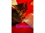 Adopt Simone a Brown Tabby Tabby (short coat) cat in Columbus, GA (41506181)