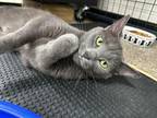 Adopt Pebbles a Gray or Blue Domestic Shorthair (short coat) cat in Flat Rock