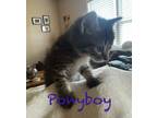 Adopt Ponyboy a Brown Tabby Tabby (short coat) cat in Columbus, GA (41506176)