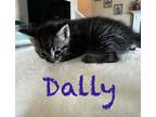 Adopt Dally a Brown Tabby Tabby (short coat) cat in Columbus, GA (41506175)