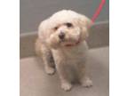 Adopt Marlow a White Poodle (Miniature) / Mixed dog in las vegas, NV (35373163)