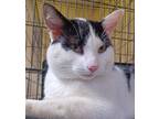 Adopt Bishop a Black & White or Tuxedo Domestic Shorthair (short coat) cat in