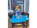 Adopt Waylon a White - with Red, Golden, Orange or Chestnut Jack Russell Terrier