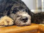 Adopt Piper a Black - with White Bernedoodle / Mixed dog in Springfield