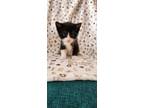 Adopt Bert a Domestic Shorthair / Mixed (short coat) cat in Meriden
