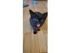 Adopt Momo a Black (Mostly) Domestic Longhair / Mixed (long coat) cat in
