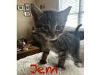 Adopt Jem a Brown Tabby Tabby (short coat) cat in Columbus, GA (41506173)