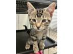 Adopt Logan a Domestic Shorthair / Mixed cat in Greater Napanee, ON (41506172)