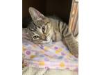 Adopt Lilac a Domestic Shorthair / Mixed cat in Greater Napanee, ON (41506171)
