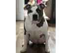 Adopt Stevie a Gray/Blue/Silver/Salt & Pepper American Pit Bull Terrier / Mixed