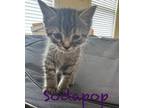 Adopt Soda Pop a Brown Tabby Tabby (short coat) cat in Columbus, GA (41506160)