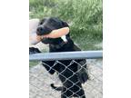 Adopt Echo a Black Labrador Retriever / Mixed dog in Zillah, WA (41506155)