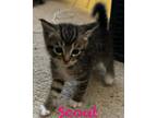 Adopt Scout a Brown Tabby Tabby (short coat) cat in Columbus, GA (41506182)