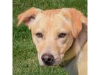 Adopt Susan a Tan/Yellow/Fawn - with White Labrador Retriever / German Shepherd