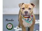 Adopt 24-05-1532 Mamba a Pit Bull Terrier / Mixed dog in Dallas, GA (41478317)