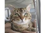 Adopt Wally a Domestic Shorthair / Mixed cat in Pembroke, ON (41506150)