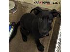 Adopt Mad Max a Labrador Retriever / Mixed dog in Lexington, KY (41506146)
