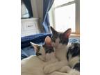 Adopt Kit and Kat a Black & White or Tuxedo Domestic Shorthair / Mixed (short