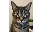 Adopt Edge a Brown Tabby American Shorthair / Mixed cat in Plano, TX (38526555)