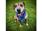 Adopt Chester a Red/Golden/Orange/Chestnut Boxer / Coonhound (Unknown Type) /
