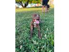 Adopt Nia a Brown/Chocolate American Staffordshire Terrier / Mixed dog in
