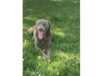 Adopt Zena a Gray/Blue/Silver/Salt & Pepper Labrador Retriever / Mixed dog in