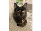 Adopt Busya a Brown or Chocolate (Mostly) Calico / Mixed (medium coat) cat in