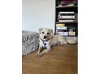 Adopt Carol a Jindo dog in LONG ISLAND CITY, NY (41500976)
