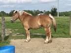 Registered belgain mare