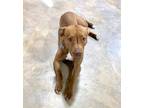 Adopt Coco a Brown/Chocolate American Staffordshire Terrier / Labrador Retriever