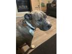 Adopt Duchess a Brindle - with White Staffordshire Bull Terrier / Mixed dog in