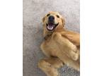 Adopt Cody a Tan/Yellow/Fawn Golden Retriever / Mixed dog in Leland