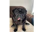 Adopt Kona a Black Pug / Mixed dog in Brights Grove, ON (41505956)