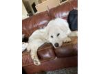 Adopt Odin a White Great Pyrenees / Mixed dog in Boyd, TX (41505910)