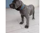 Cane Corso Puppy for sale in San Diego, CA, USA