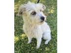 Adopt MIRTA a Tan/Yellow/Fawn Norfolk Terrier / Cairn Terrier / Mixed dog in