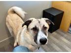 Adopt Milo a White - with Brown or Chocolate Great Pyrenees / German Shepherd