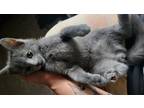 Adopt Vladimir a Gray or Blue (Mostly) Russian Blue / Mixed (short coat) cat in