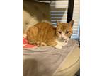 Adopt Marty a Orange or Red Tabby / Mixed (short coat) cat in Cypress