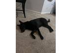 Adopt Zulu a Black German Shepherd Dog / Mixed dog in Aurora, CO (41505799)