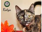 Adopt 24-05-1558 Katya a Domestic Shorthair / Mixed (short coat) cat in Dallas