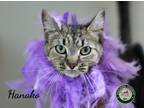 Adopt 24-05-1549b Hanako a Domestic Shorthair / Mixed (short coat) cat in