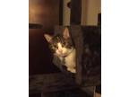 Adopt Gwen a Calico or Dilute Calico Domestic Shorthair / Mixed (short coat) cat