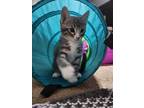 Adopt Freddie Queen Litter a Gray, Blue or Silver Tabby Domestic Longhair (long