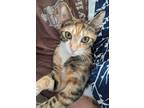 Adopt Bonnie a Calico or Dilute Calico Calico (short coat) cat in Columbus