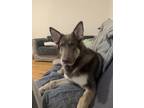 Adopt Zues a Brown/Chocolate - with Tan German Shepherd Dog / Mixed dog in