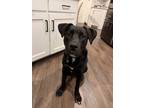 Adopt Colt a Black - with White Labrador Retriever / Mixed dog in New Hope