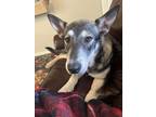 Adopt Chili a Gray/Silver/Salt & Pepper - with White Shepsky / Mixed dog in