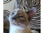 Adopt Toast a Black & White or Tuxedo Siamese / Mixed (short coat) cat in